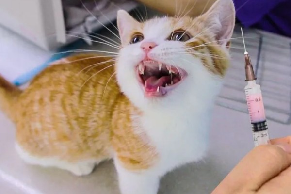 猫咪打疫苗后为什么会发烧，疫苗是带有一定的毒性的