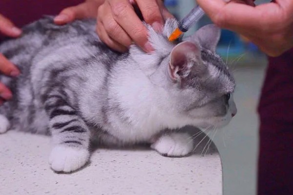猫咪打疫苗后为什么会发烧，疫苗是带有一定的毒性的