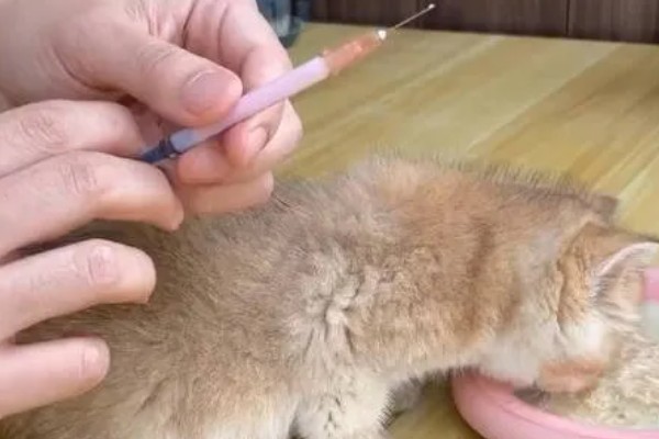 猫咪打疫苗后为什么会发烧，疫苗是带有一定的毒性的