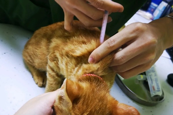 猫咪打疫苗后为什么会发烧，疫苗是带有一定的毒性的