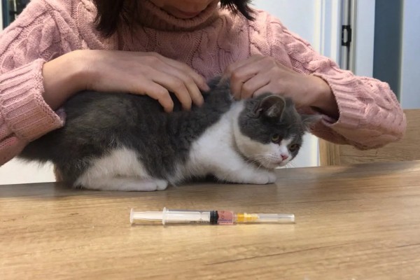 猫咪打疫苗后为什么会发烧，疫苗是带有一定的毒性的