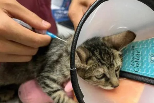 猫咪打疫苗后为什么会发烧，疫苗是带有一定的毒性的