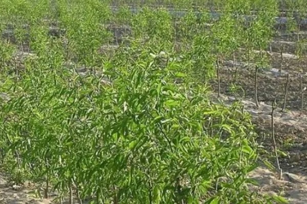 怎么搭建冬枣大棚，边柱一定不可低于树体高度