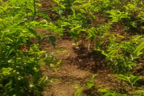 怎么搭建冬枣大棚，边柱一定不可低于树体高度
