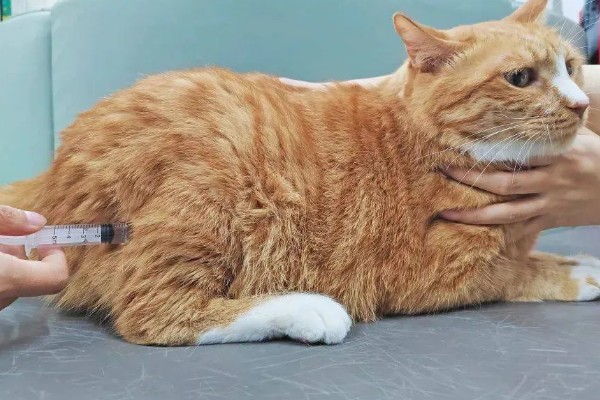 猫咪打疫苗后为什么会发烧，疫苗是带有一定的毒性的