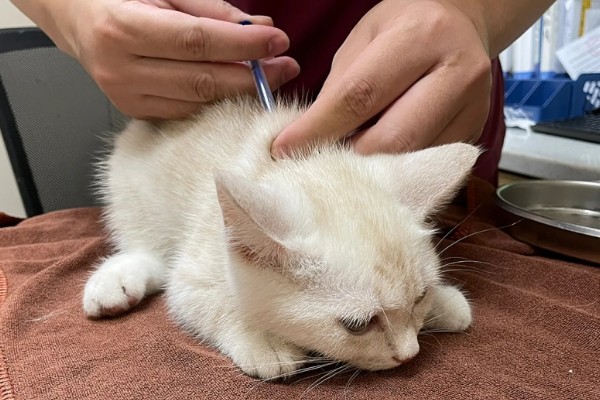 猫咪打疫苗后为什么会发烧，疫苗是带有一定的毒性的