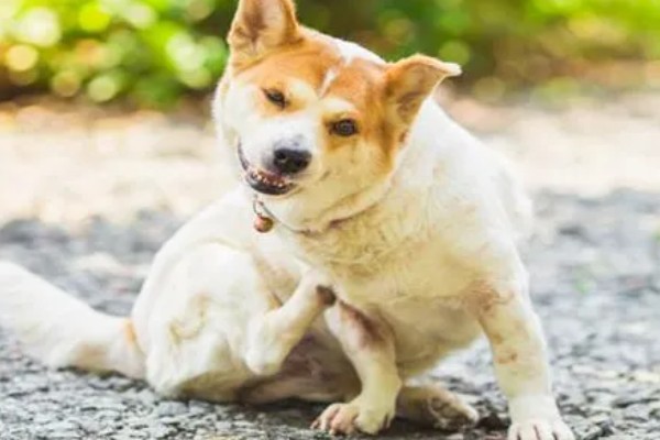 宠物狗感染细菌的表现，皮肤细菌感染具有脱毛、发红等症状