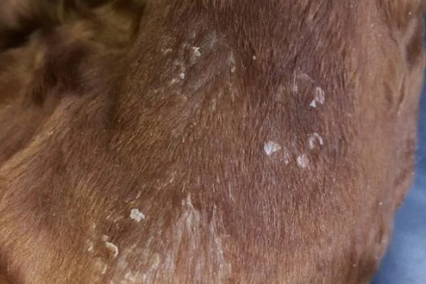 宠物狗感染细菌的表现，皮肤细菌感染具有脱毛、发红等症状