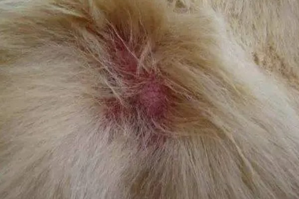 宠物狗感染细菌的表现，皮肤细菌感染具有脱毛、发红等症状