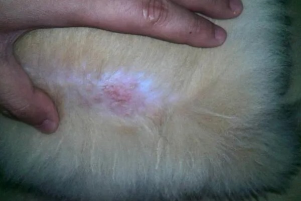 宠物狗感染细菌的表现，皮肤细菌感染具有脱毛、发红等症状