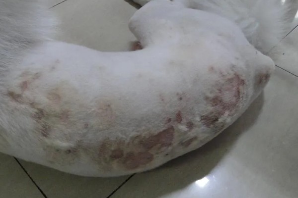 宠物狗感染细菌的表现，皮肤细菌感染具有脱毛、发红等症状