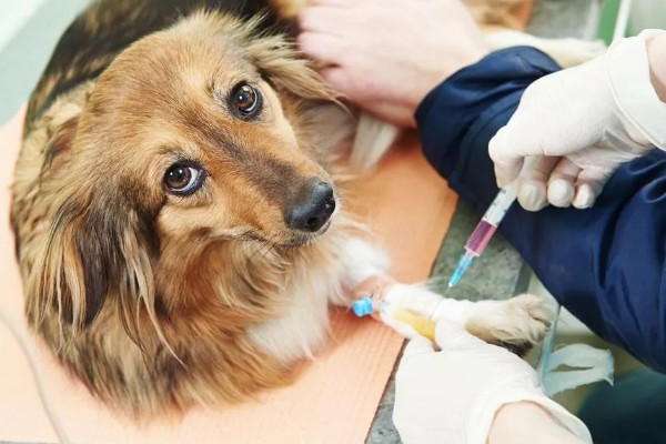 宠物狗感染细菌的表现，皮肤细菌感染具有脱毛、发红等症状