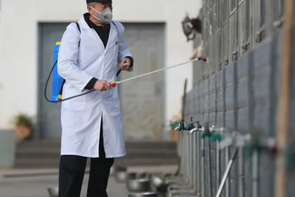 宠物狗感染细菌的表现，皮肤细菌感染具有脱毛、发红等症状