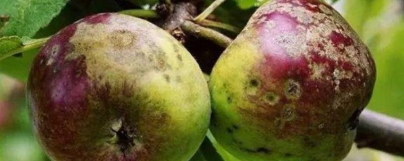 苹果果锈病的症状，果实表面产生类似金属锈状的木栓层