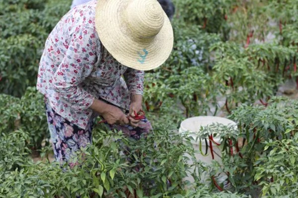 辣椒是几年生的植物，是一年生或有限多年生草本植物