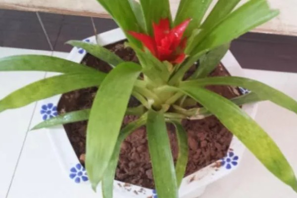 怎么养殖红星凤梨花，将温度保持在20℃左右