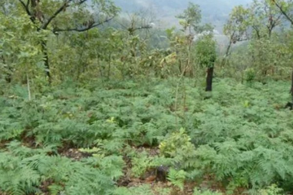 种植天麻赚钱吗，售卖价格从数百到数千元不等