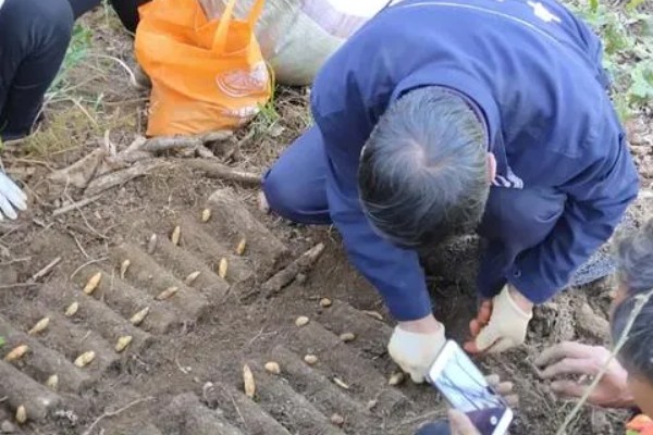 种植天麻赚钱吗，售卖价格从数百到数千元不等