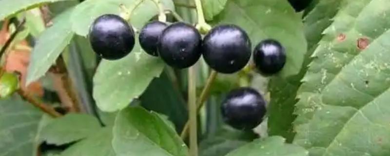 龙葵草简介，是一年生草本植物