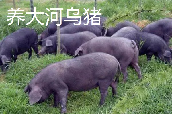 有什么致富项目，养殖大河乌猪、大雁等动物具有不错的效益