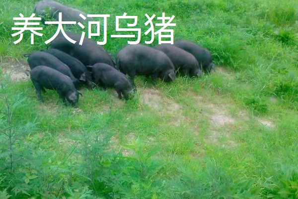 有什么致富项目，养殖大河乌猪、大雁等动物具有不错的效益