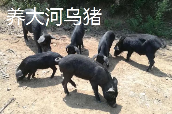有什么致富项目，养殖大河乌猪、大雁等动物具有不错的效益