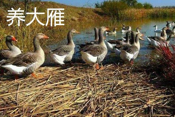 有什么致富项目，养殖大河乌猪、大雁等动物具有不错的效益