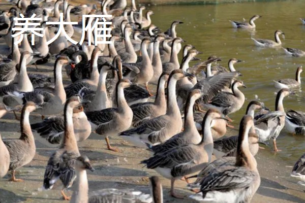 有什么致富项目，养殖大河乌猪、大雁等动物具有不错的效益