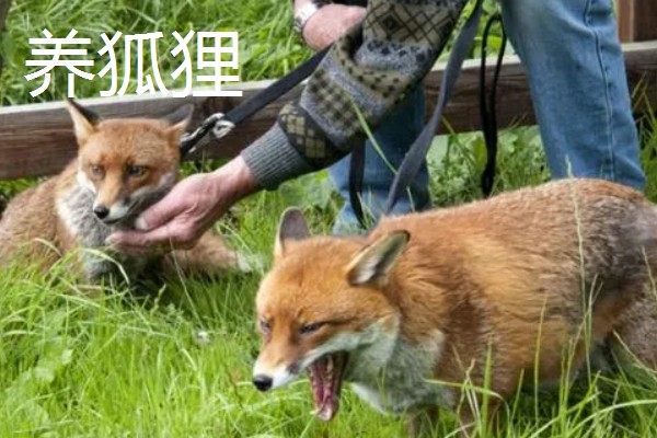 有什么致富项目，养殖大河乌猪、大雁等动物具有不错的效益