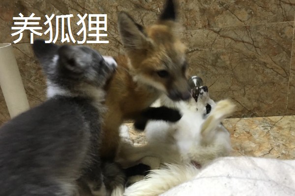 有什么致富项目，养殖大河乌猪、大雁等动物具有不错的效益