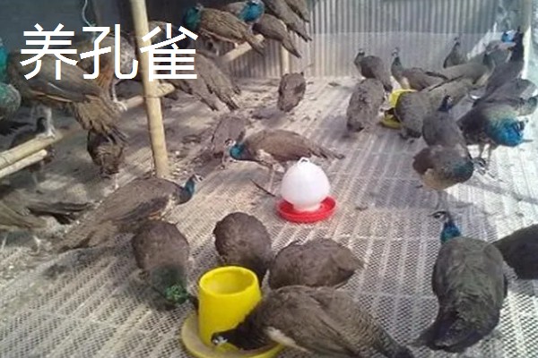 有什么致富项目，养殖大河乌猪、大雁等动物具有不错的效益