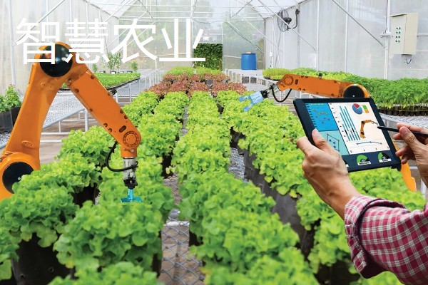 有什么致富项目，养殖大河乌猪、大雁等动物具有不错的效益