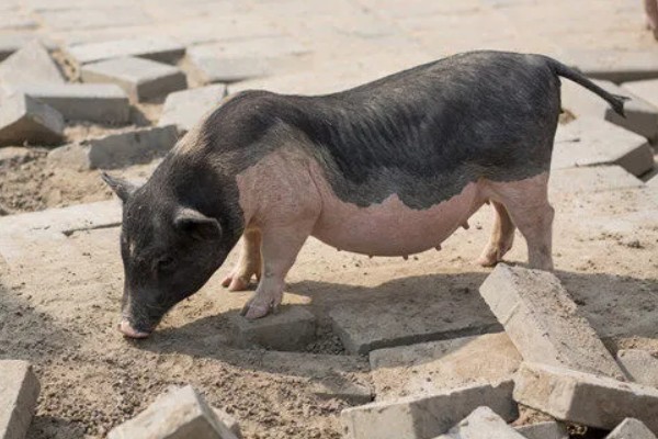 猪爱吃什么，喜欢吃甜食以及颗粒性饲料