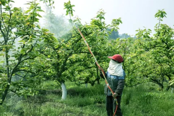 喷施保花保果叶面肥有哪些注意事项，浓度在1000倍左右即可
