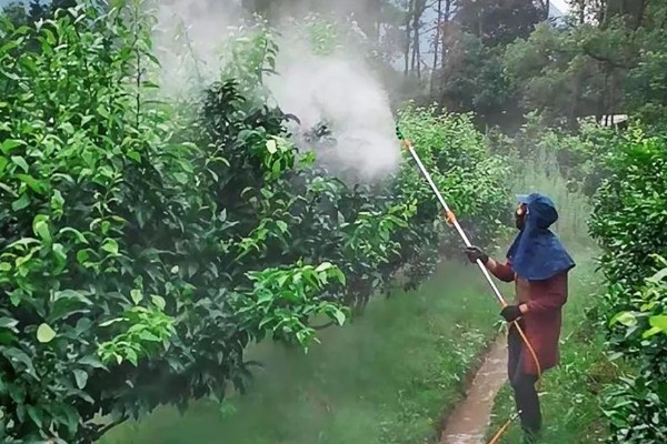 喷施保花保果叶面肥有哪些注意事项，浓度在1000倍左右即可