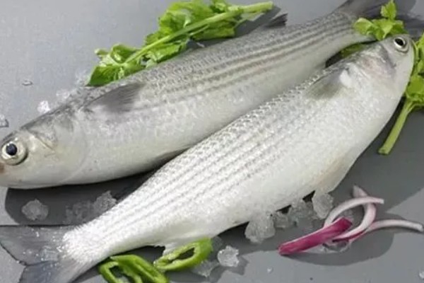 乌鱼子的乌鱼是指什么鱼，是指鲻鱼