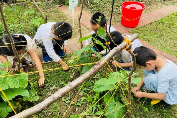 丝瓜的种植方法，播种前需浸种3-4小时