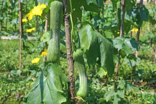 丝瓜的种植方法，播种前需浸种3-4小时
