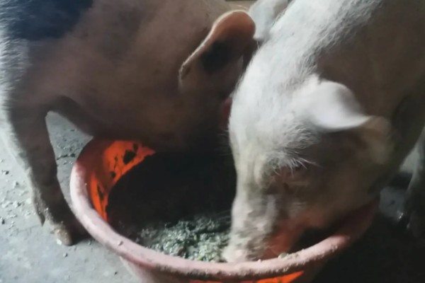 猪爱吃什么，喜欢吃甜食以及颗粒性饲料