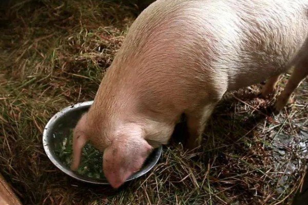 猪爱吃什么，喜欢吃甜食以及颗粒性饲料