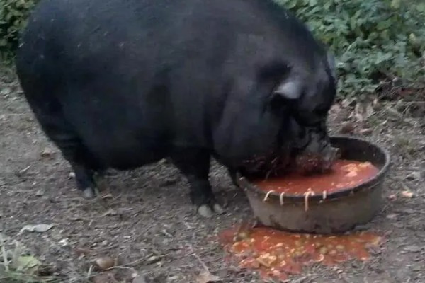 猪爱吃什么，喜欢吃甜食以及颗粒性饲料