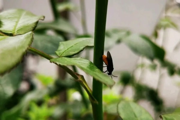 月季茎蜂用哪种药，可向蛀孔内注射敌敌畏乳油