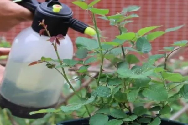 月季茎蜂用哪种药，可向蛀孔内注射敌敌畏乳油