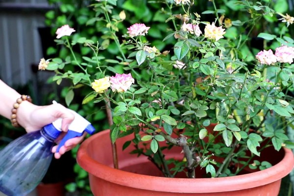 月季茎蜂用哪种药，可向蛀孔内注射敌敌畏乳油