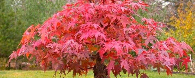 秋天有哪些红色的植物，有红枫、黄栌等