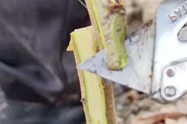 接穗和砧木的区别是什么，形态特征和选择标准均不同