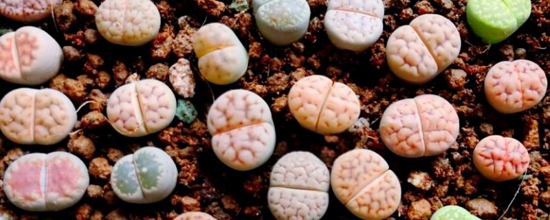 让一棵生石花变两棵的方法，植株蜕皮时会由一个变为两个
