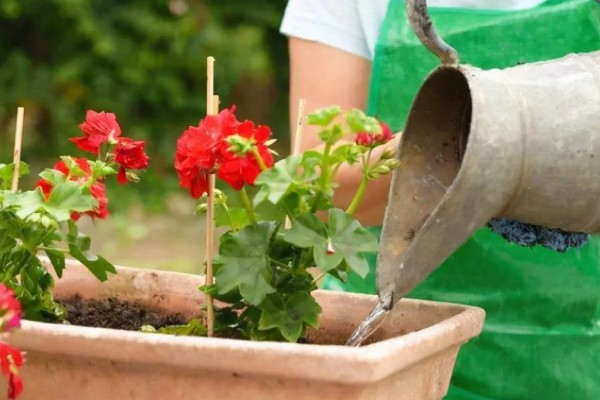 怎样养花，需要及时修剪植株的枯黄叶