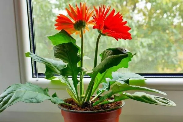 怎样养花，需要及时修剪植株的枯黄叶