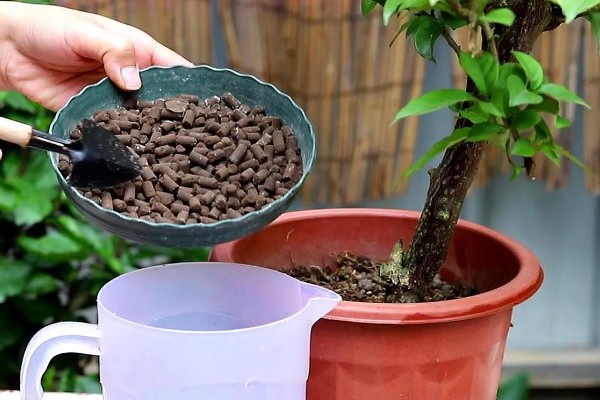 怎样养花，需要及时修剪植株的枯黄叶